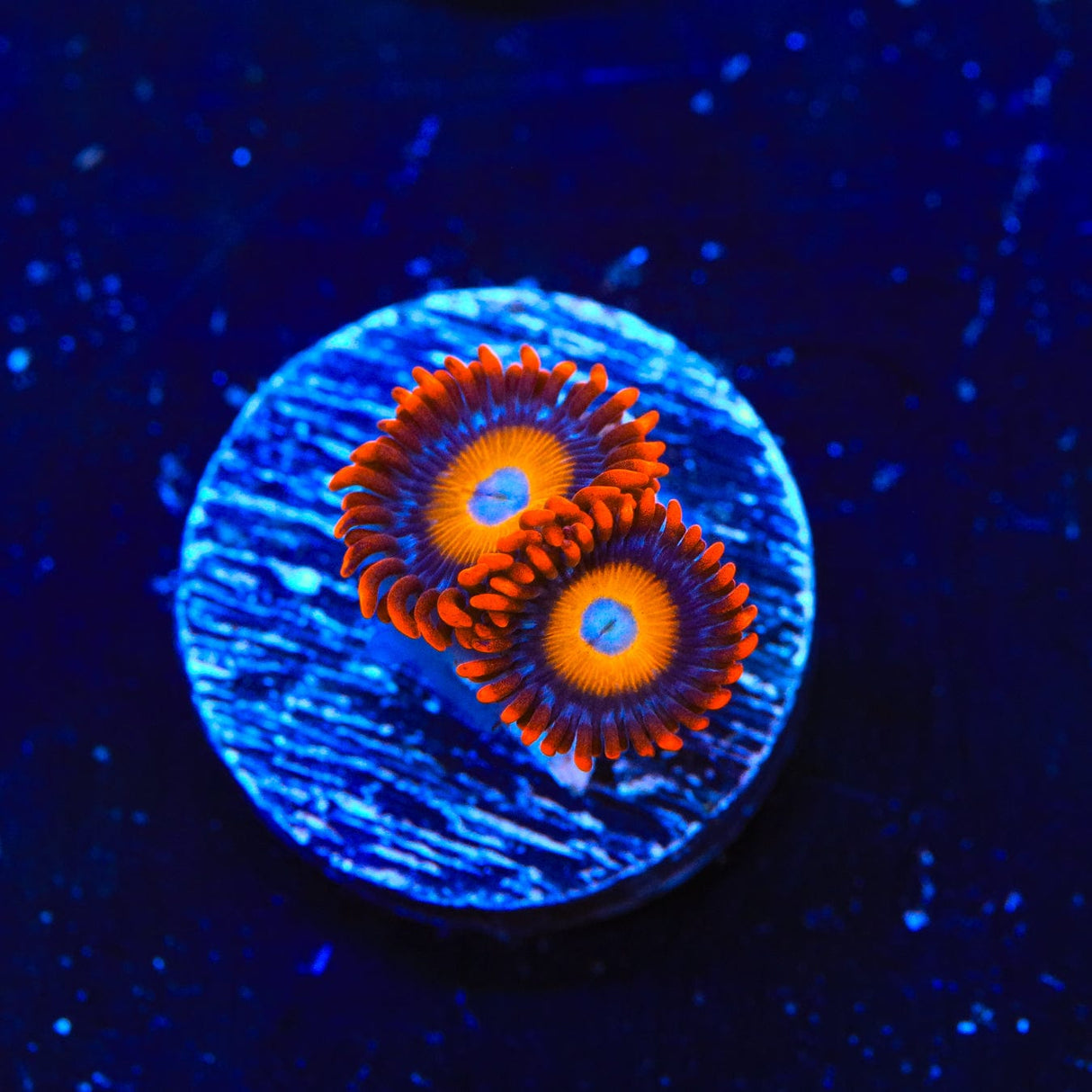 Blue Eye Blondie Zoanthids Coral