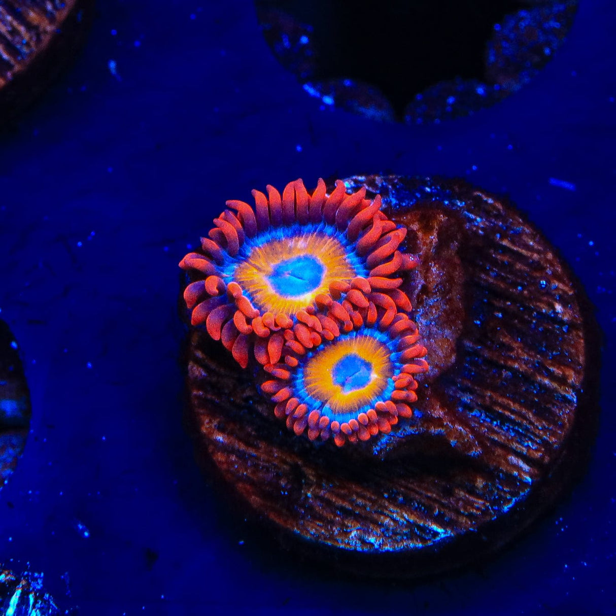 Blue Eye Blondie Zoanthids Coral