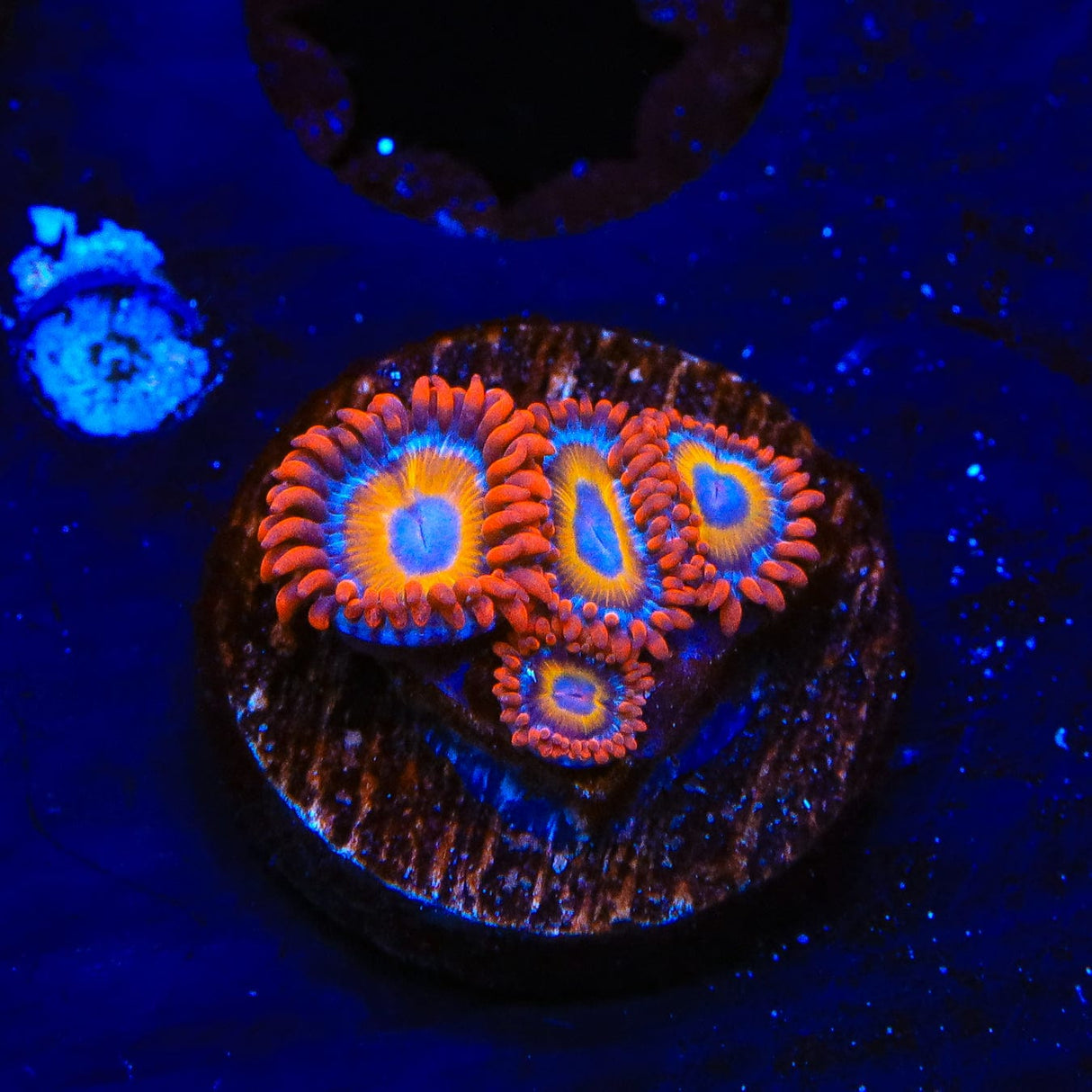 Blue Eye Blondie Zoanthids Coral