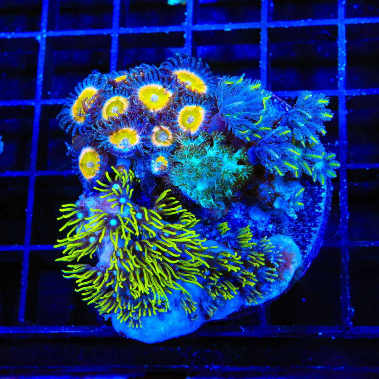 Blue Eye Green Star, Clove Polyps, Kenya Tree and Rainbow Raptor Combo Zoanthids Coral