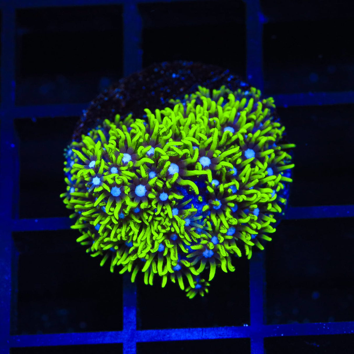 Blue Eye Star Polyps Coral