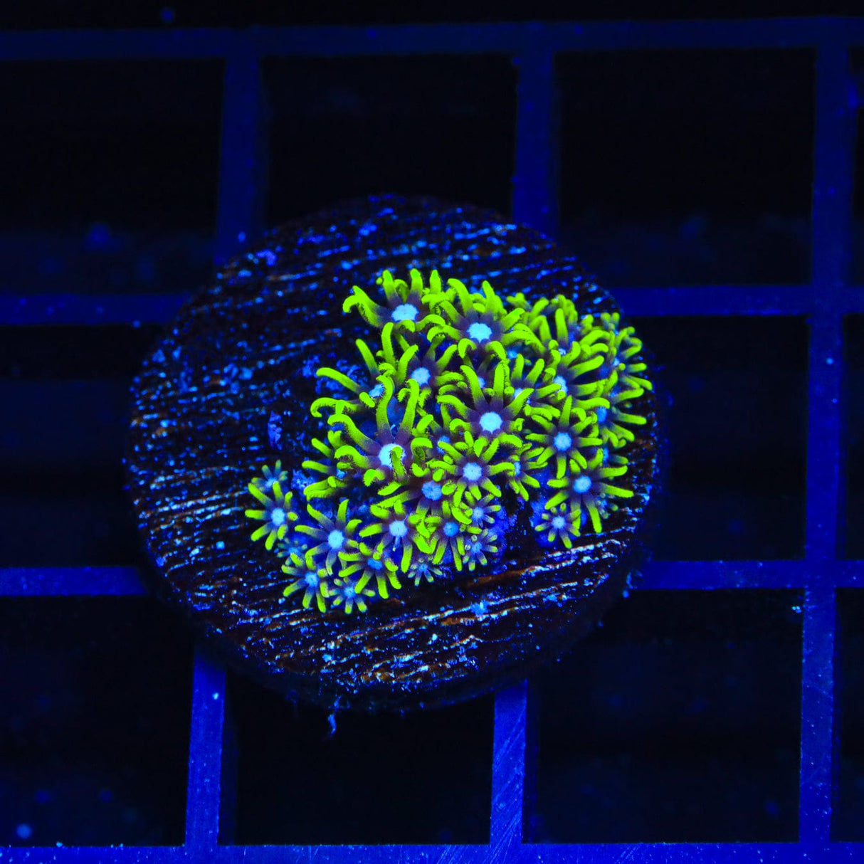 Blue Eye Star Polyps Coral