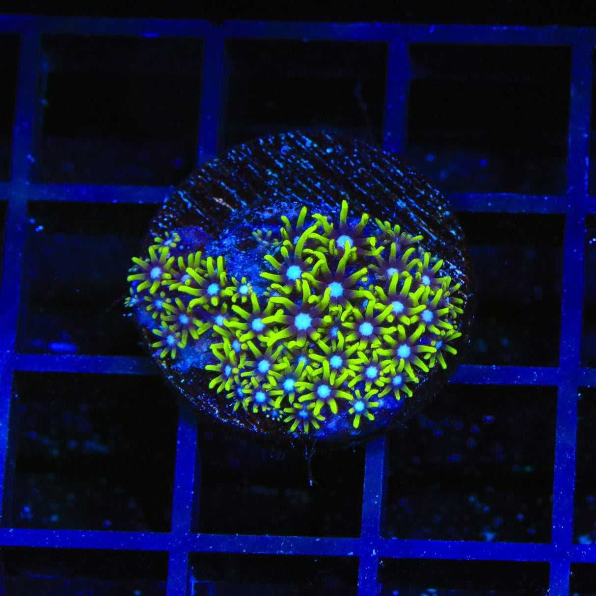 Blue Eye Star Polyps Coral