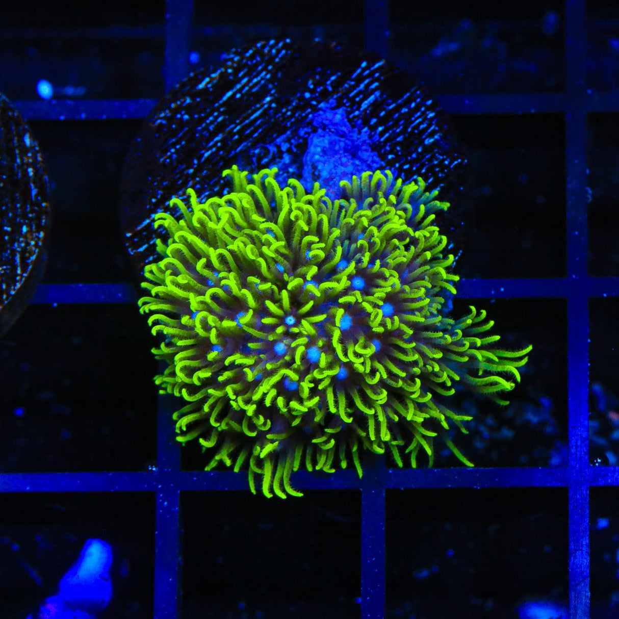 Blue Eye Star Polyps Coral
