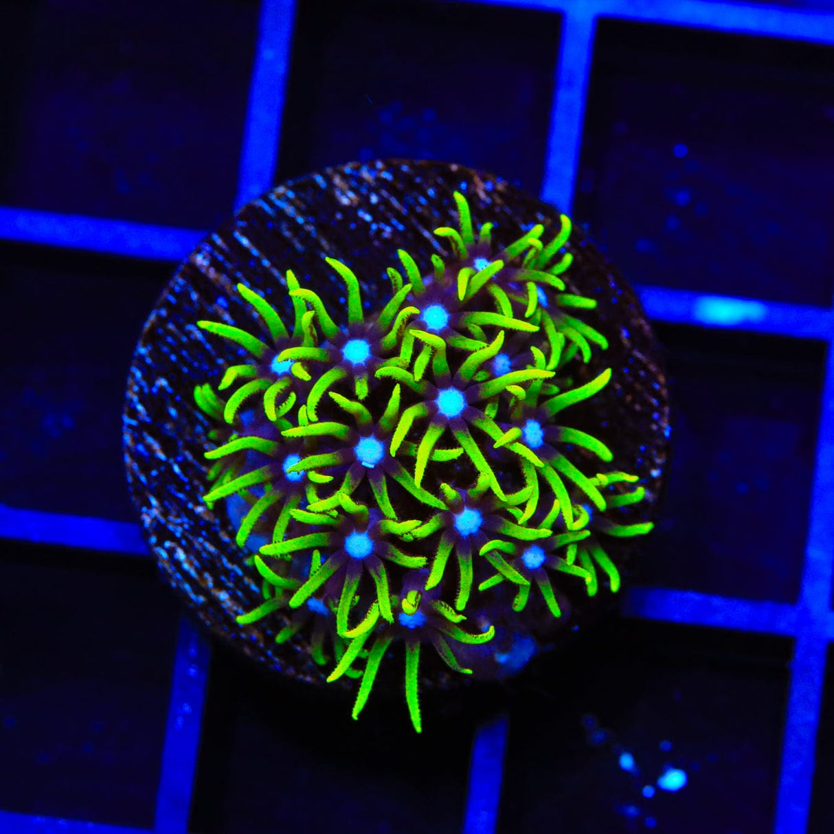 Blue Eye Star Polyps Coral