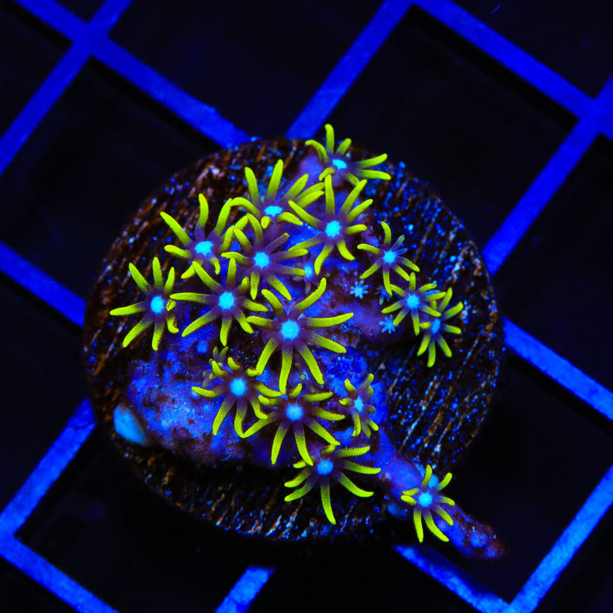 Blue Eye Star Polyps Coral