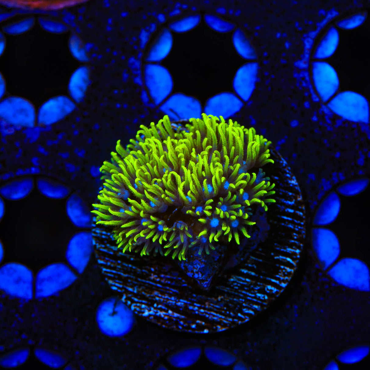 Blue Eye Star Polyps Coral