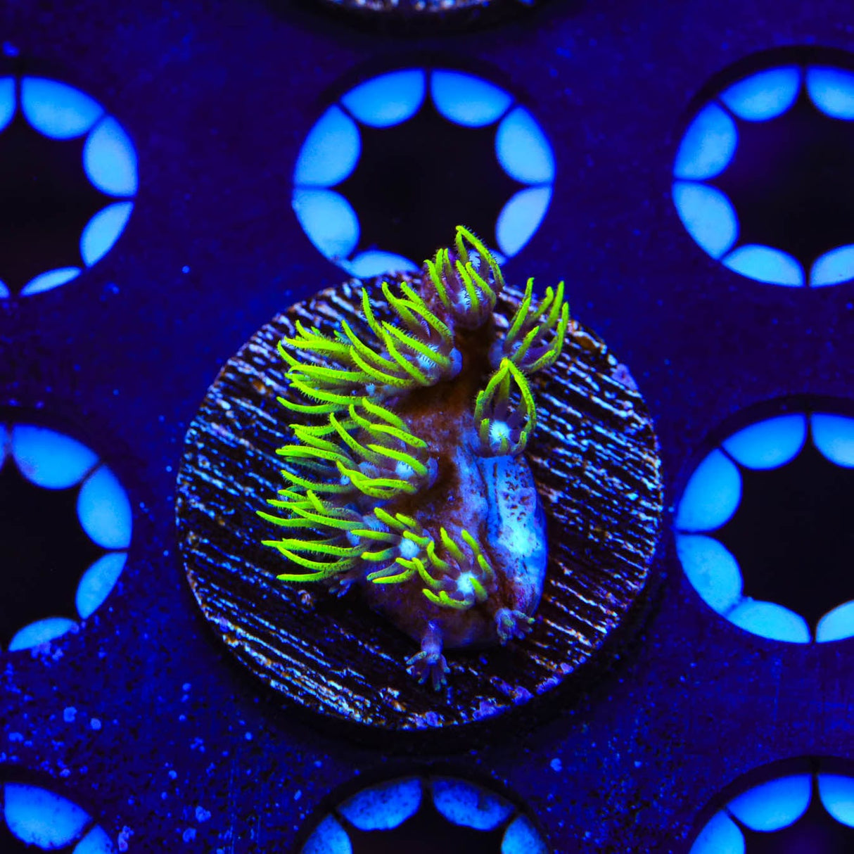 Blue Eye Star Polyps Coral