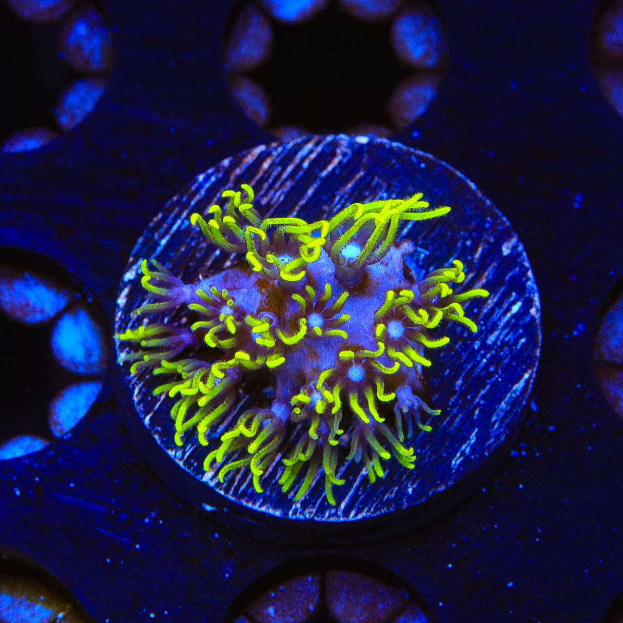 Blue Eye Star Polyps Coral