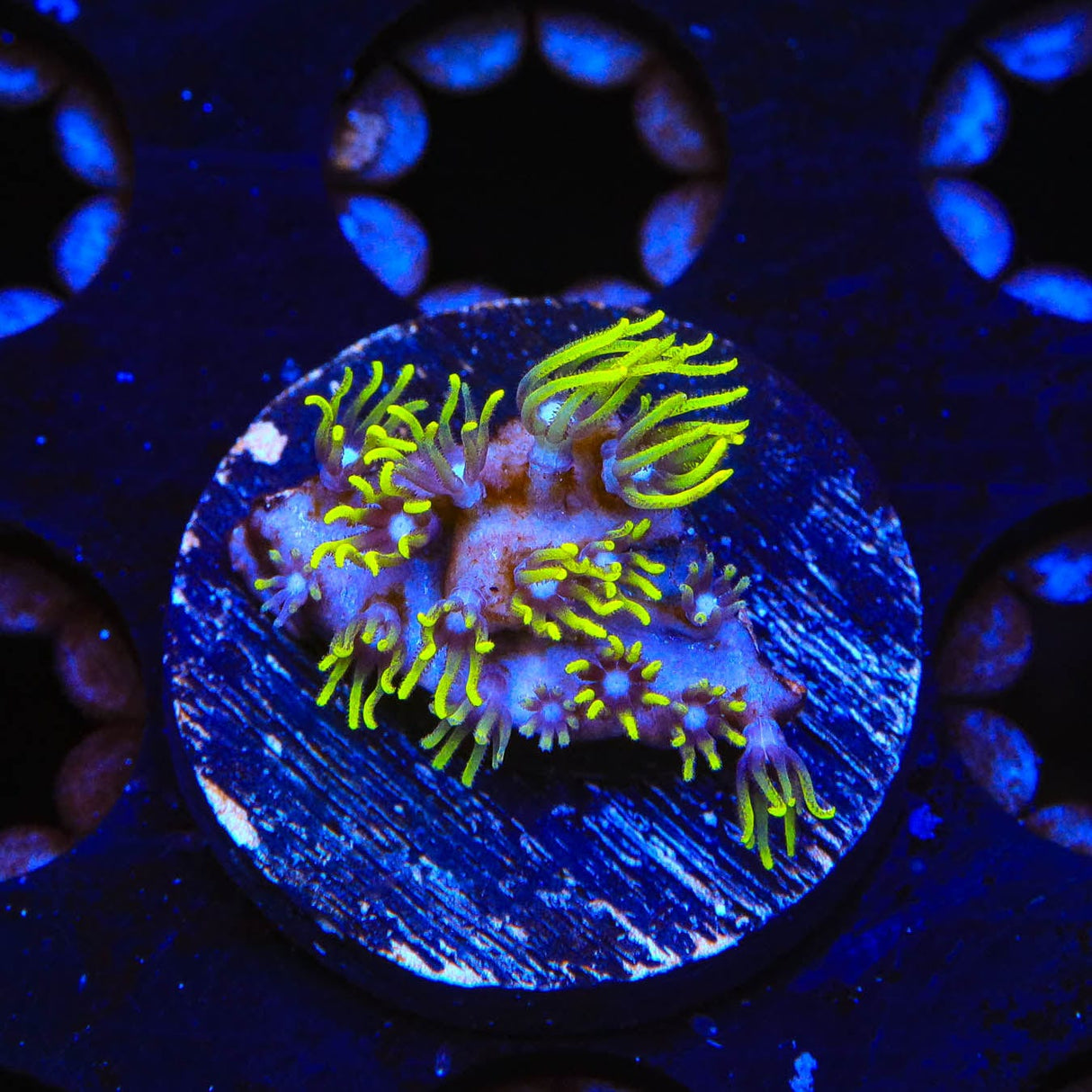 Blue Eye Star Polyps Coral