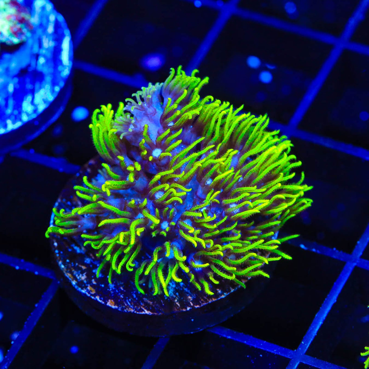 Blue Eye Star Polyps Coral
