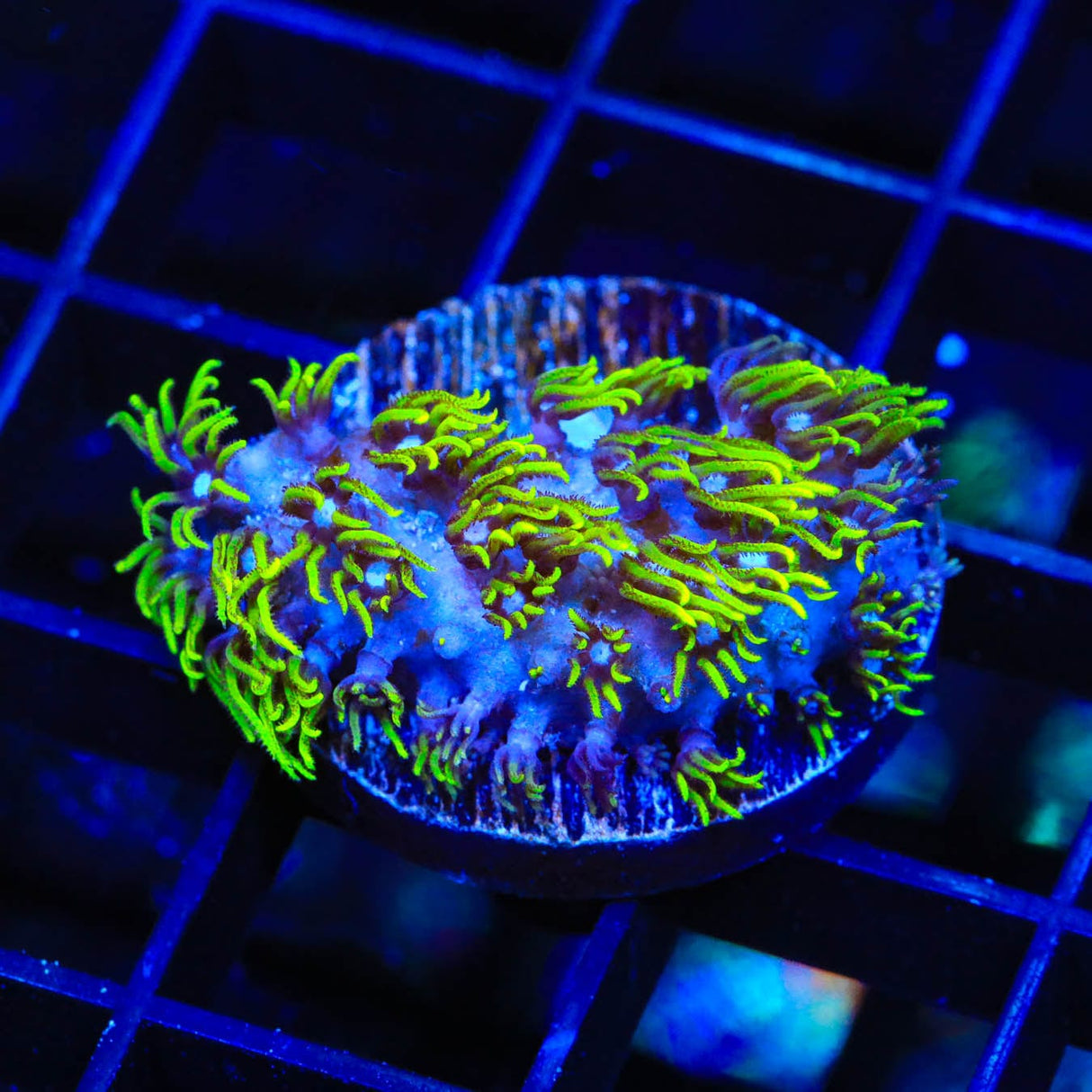 Blue Eye Star Polyps Coral
