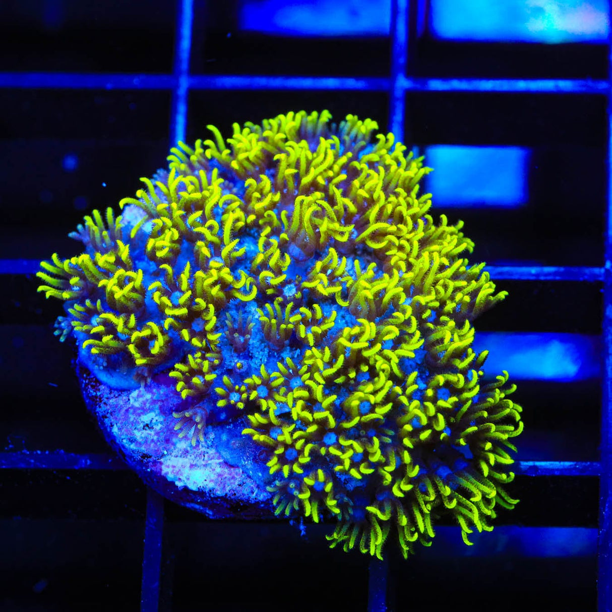 Blue Eye Star Polyps Coral