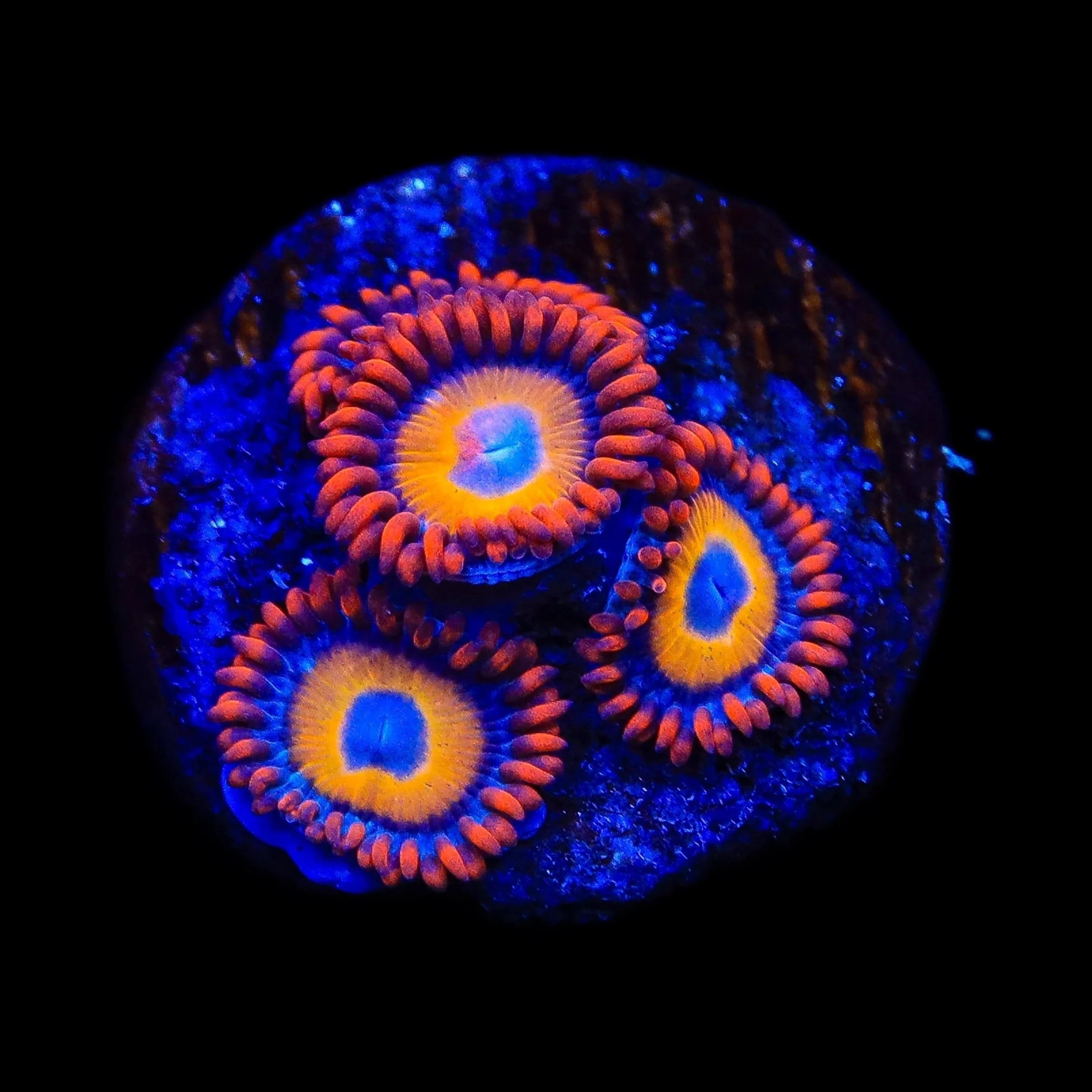 Blue Eyed Blondie Zoanthids Coral