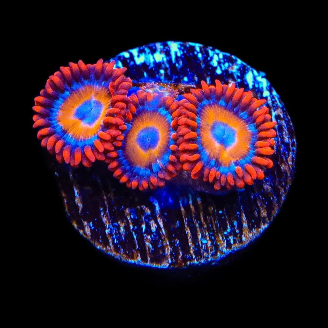 Blue Eyed Blondie Zoanthids Coral