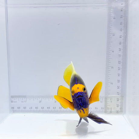 Blue Face Angelfish (Pomacanthus xanthometopon)