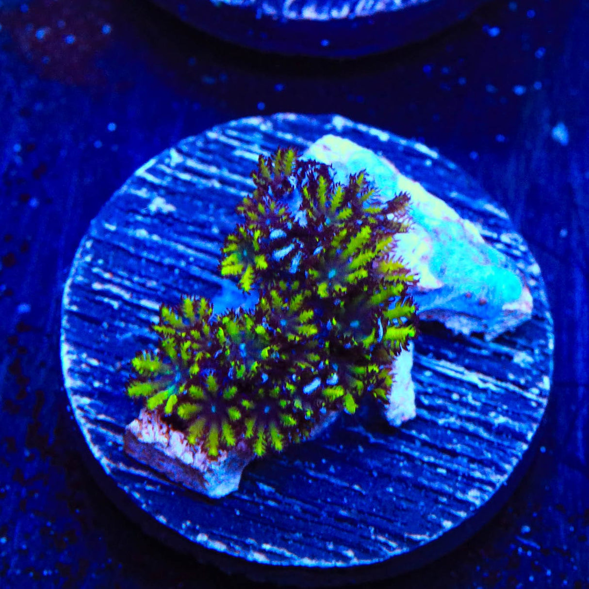 Blue Green Sympodium Coral