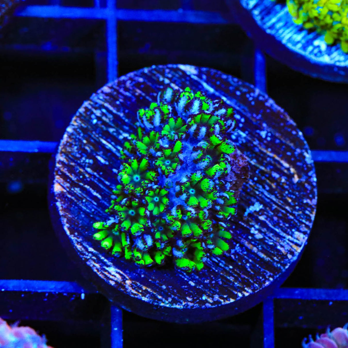 Blue Green Sympodium Coral