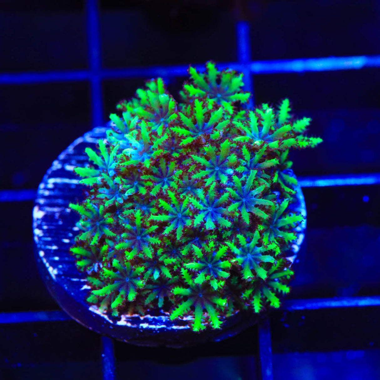 Blue Green Sympodium Coral