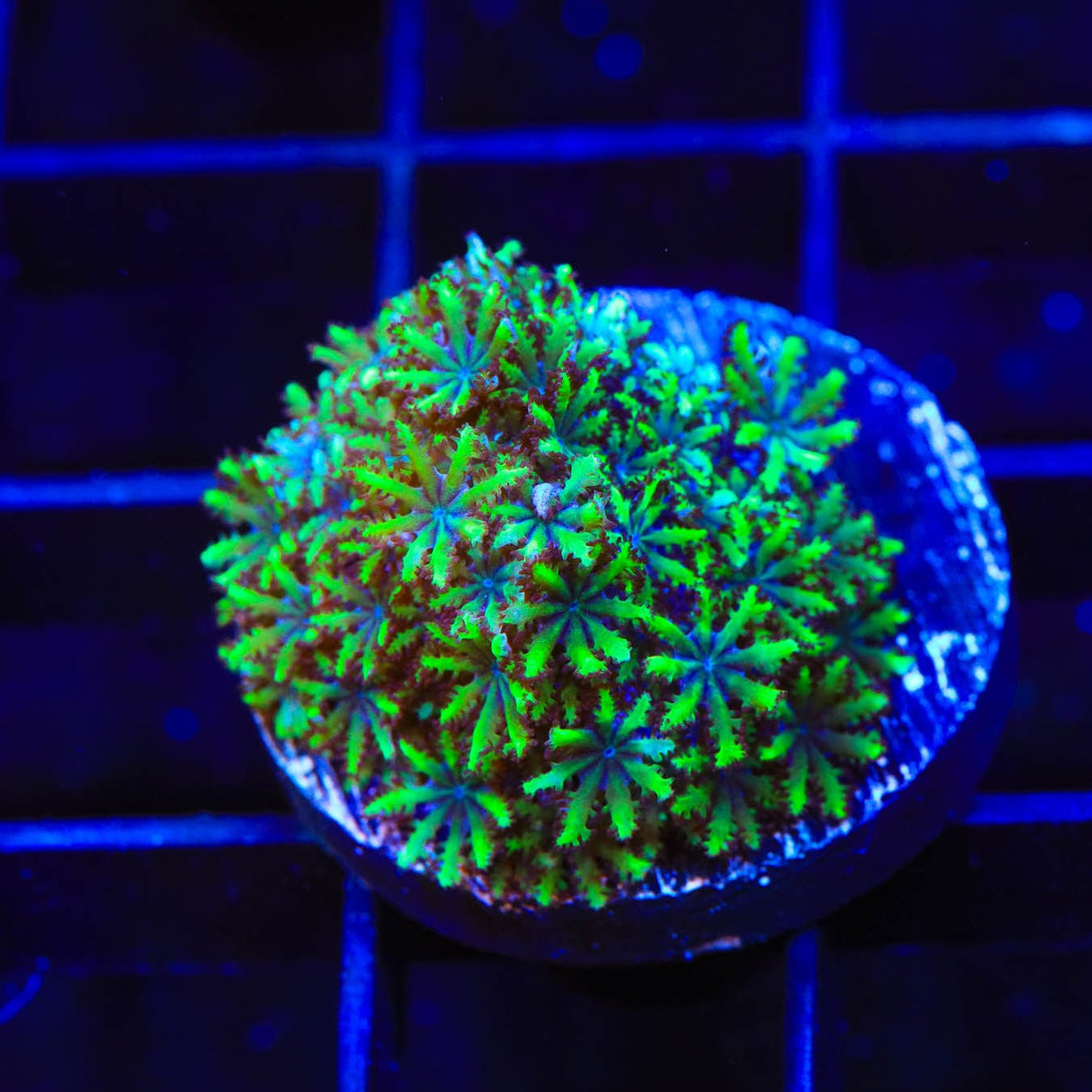 Blue Green Sympodium Coral