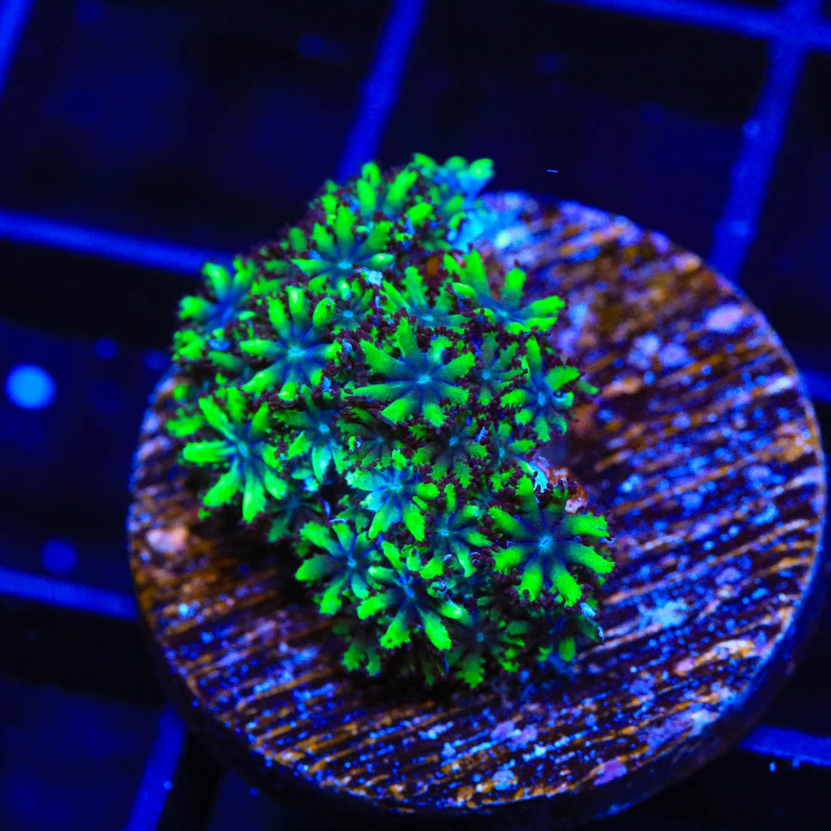 Blue Green Sympodium Coral