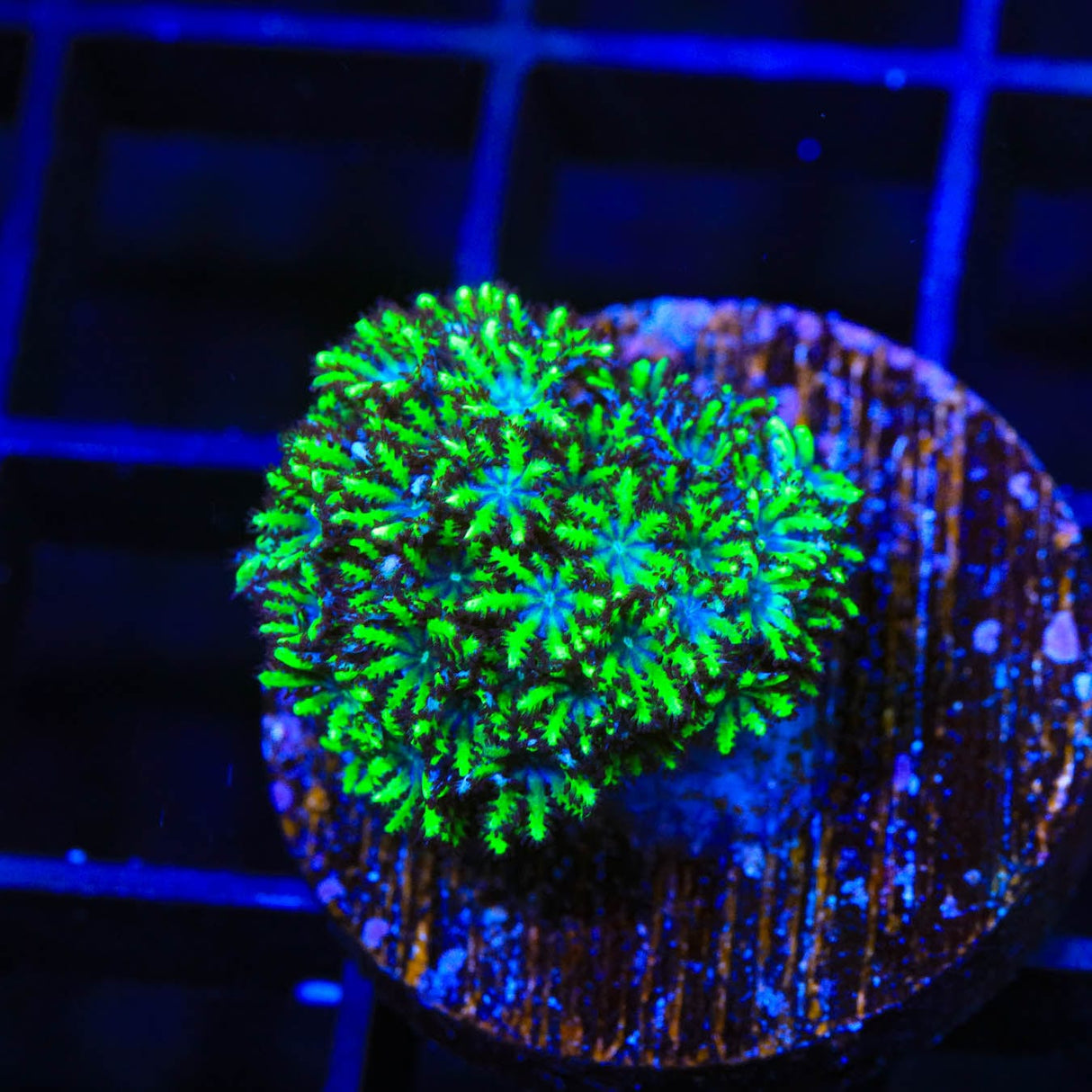 Blue Green Sympodium Coral