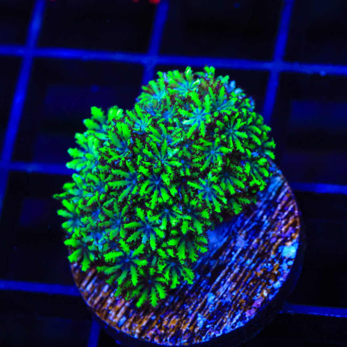 Blue Green Sympodium Coral