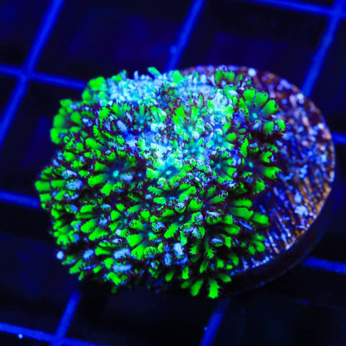 Blue Green Sympodium Coral