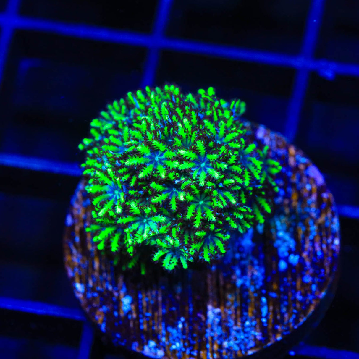 Blue Green Sympodium Coral