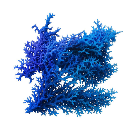 Blue Hypnea Macroalgae