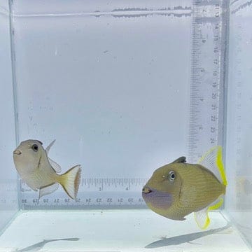 Blue Jaw(Throat) Trigger Fish Pair (Medium)