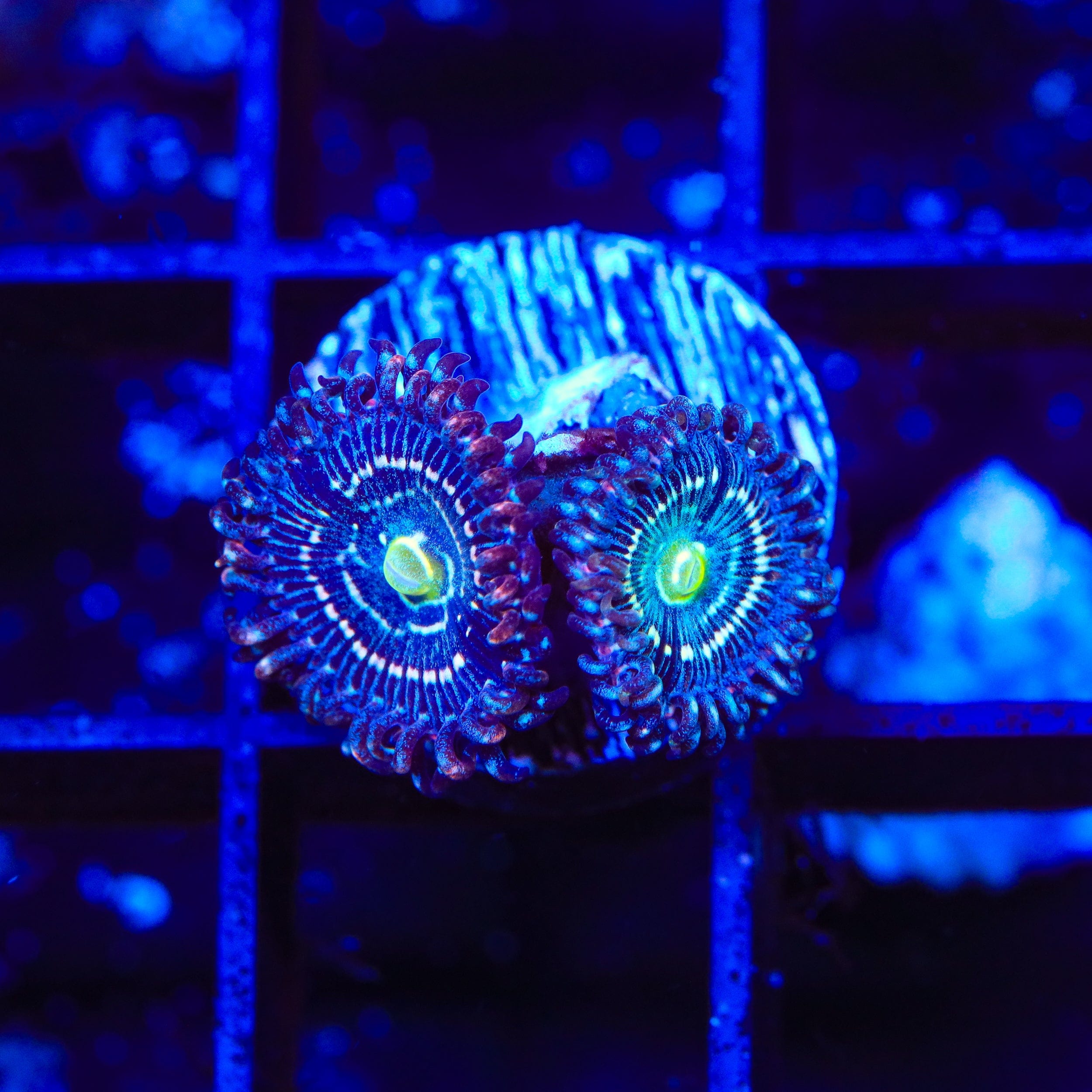 Blue Lagoon Zoanthids Coral
