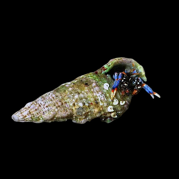 Blue Leg Hermit Crab saltwater invertebrate care guide