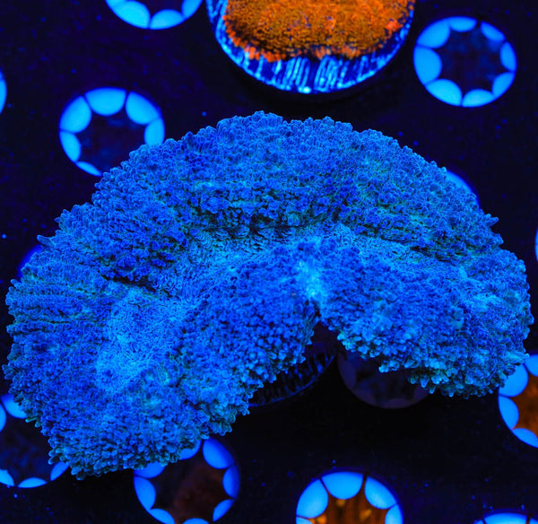 Blue Lobophyllia Coral