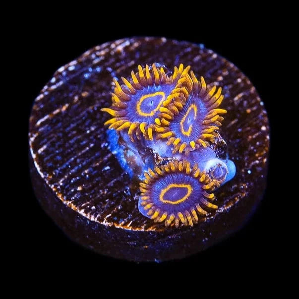 Blue Macaw Zoanthids Coral