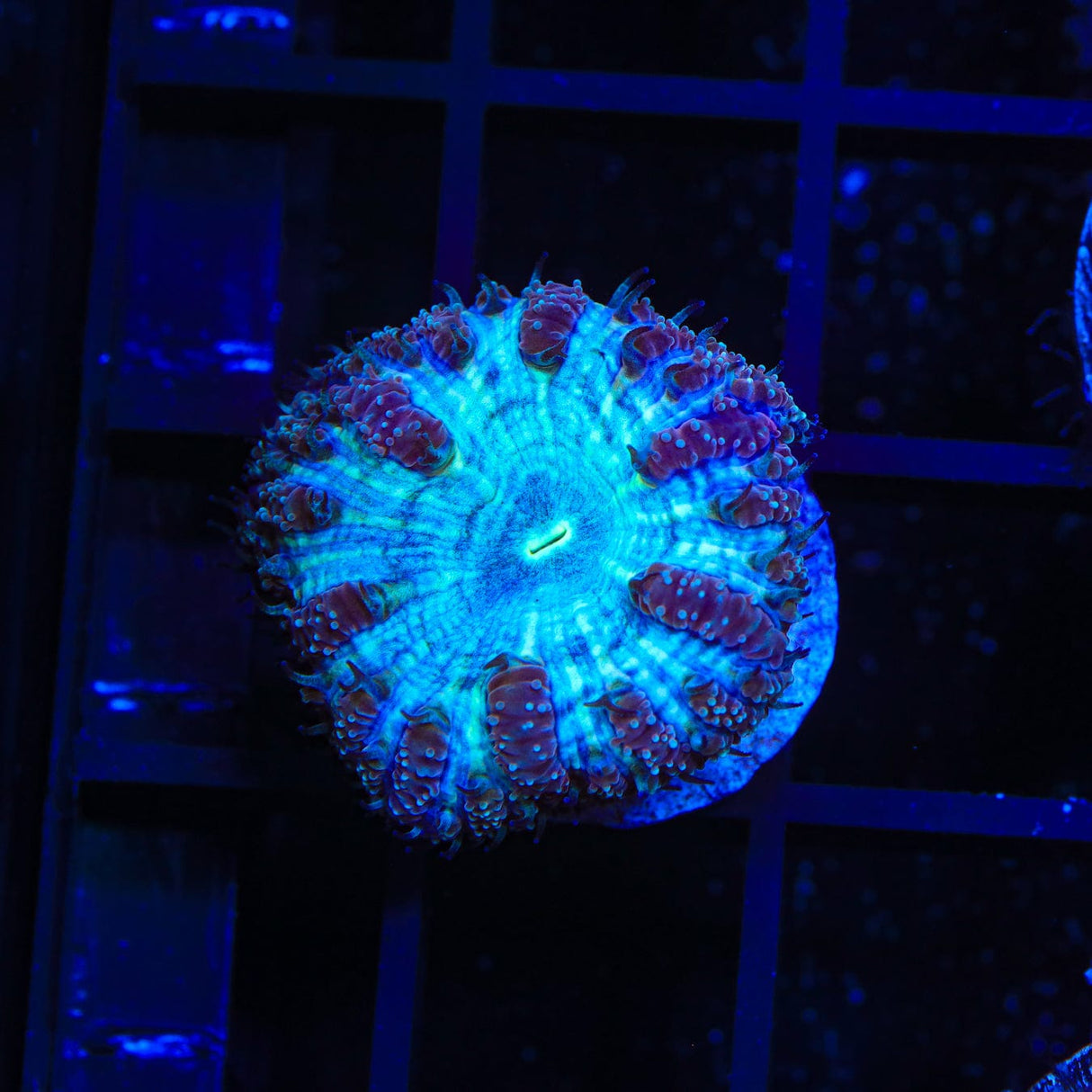 Blue Raspberry Blastomussa Coral