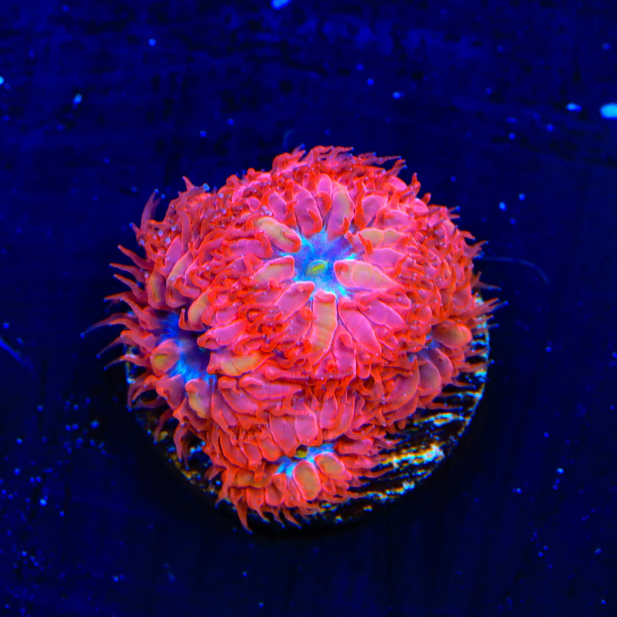 Blue Raven Merletti Blastomussa Coral