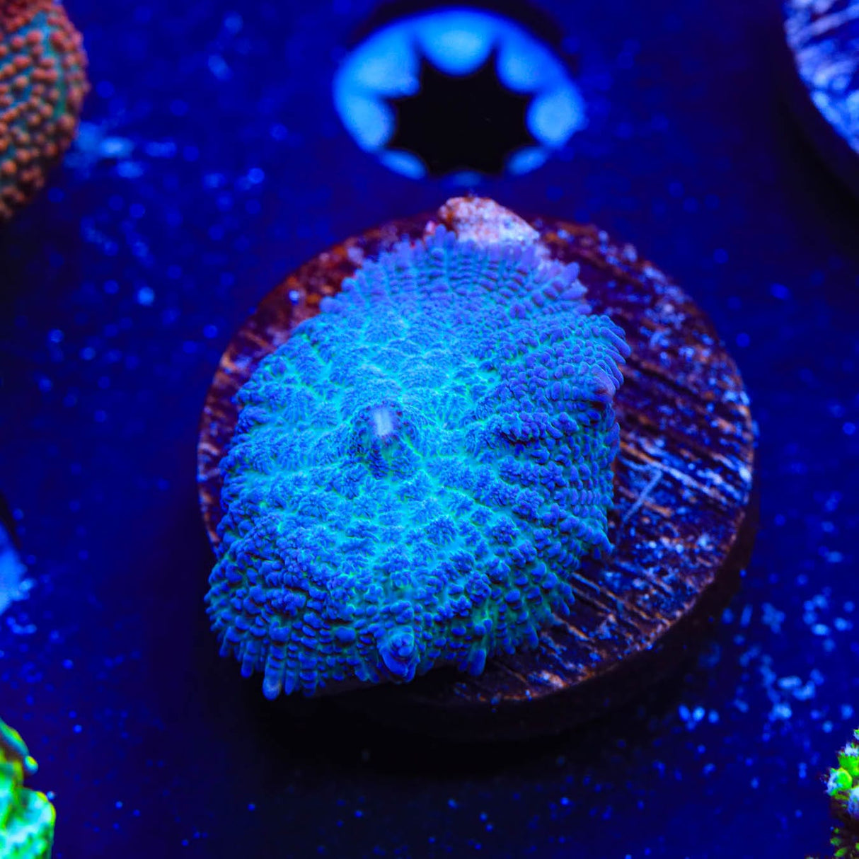 Blue Rhodactis Mushroom Coral