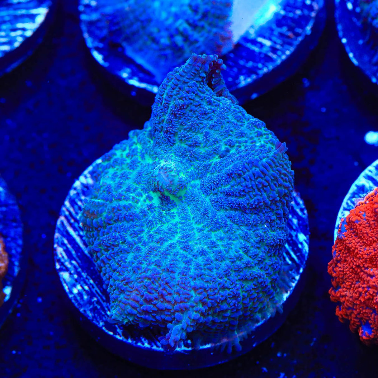 Blue Rhodactis Mushroom Coral