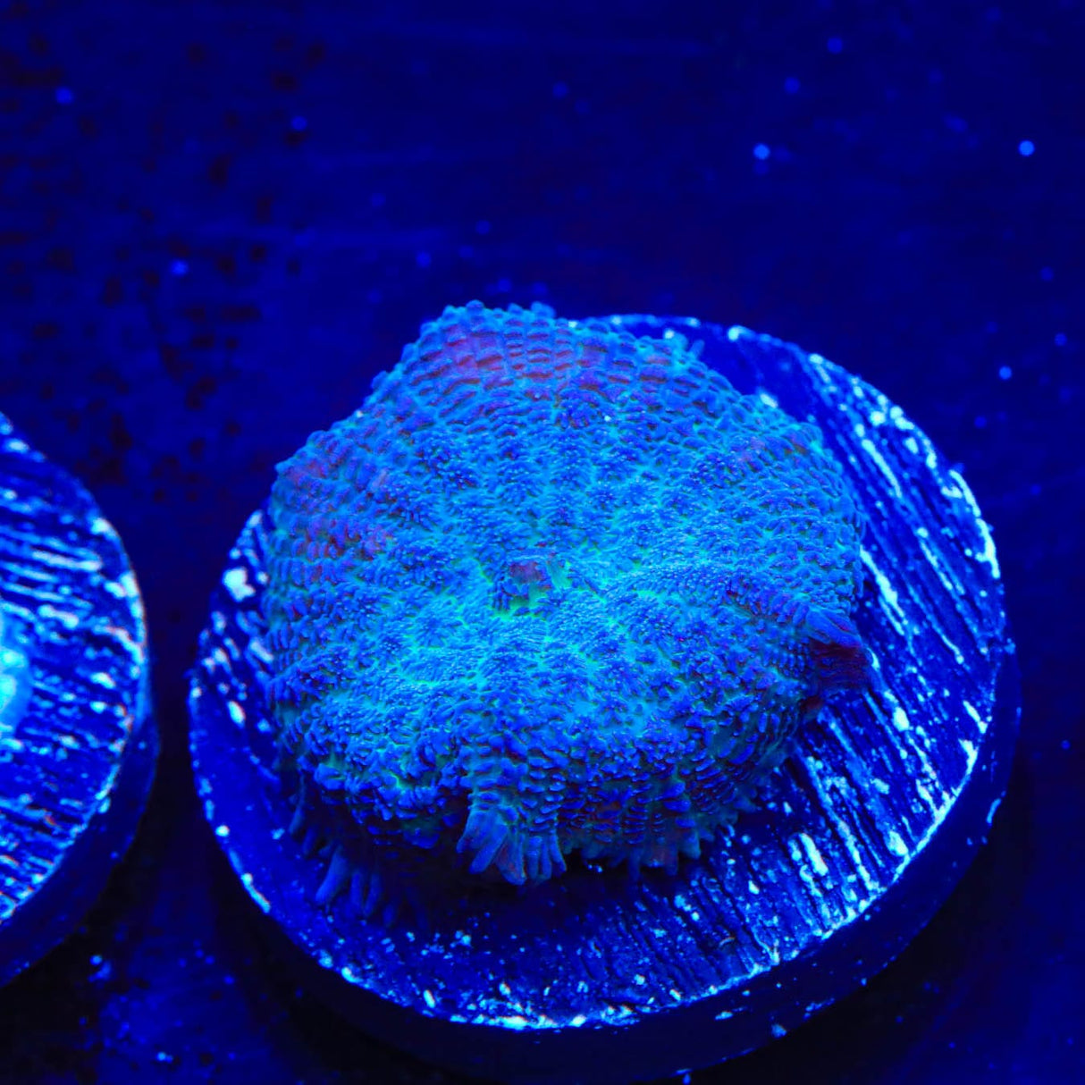 Blue Rhodactis Mushroom Coral