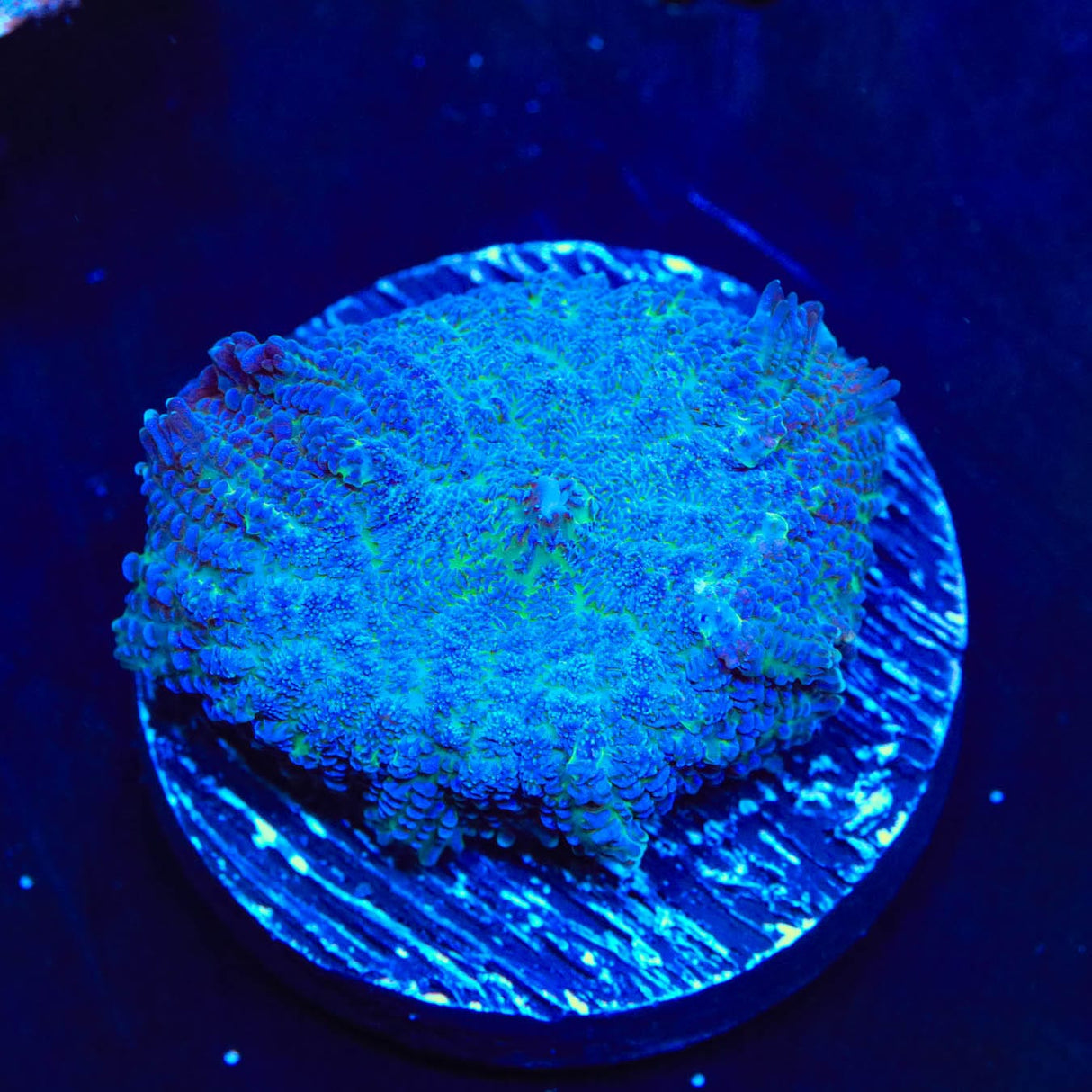Blue Rhodactis Mushroom Coral