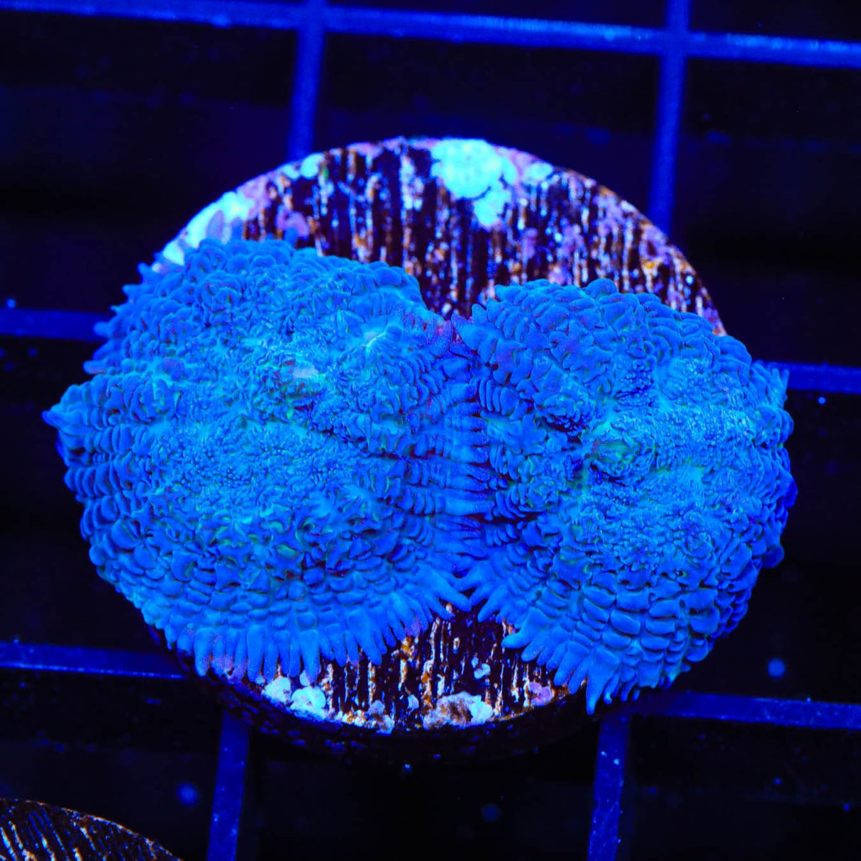Blue Rhodactis Mushroom Coral