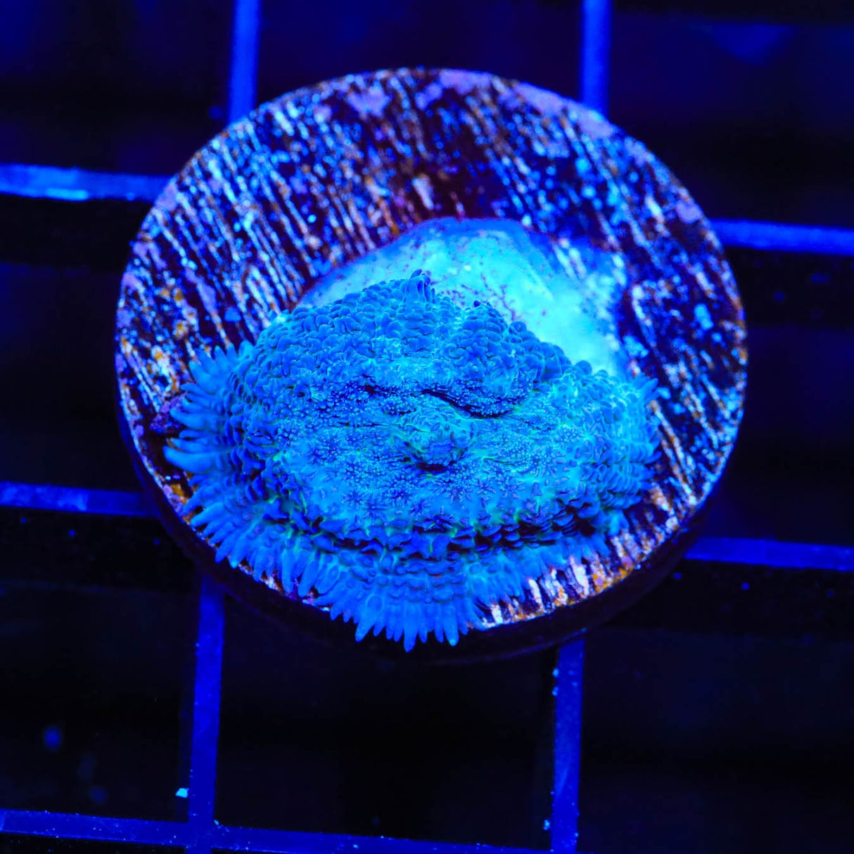 Blue Rhodactis Mushroom Coral