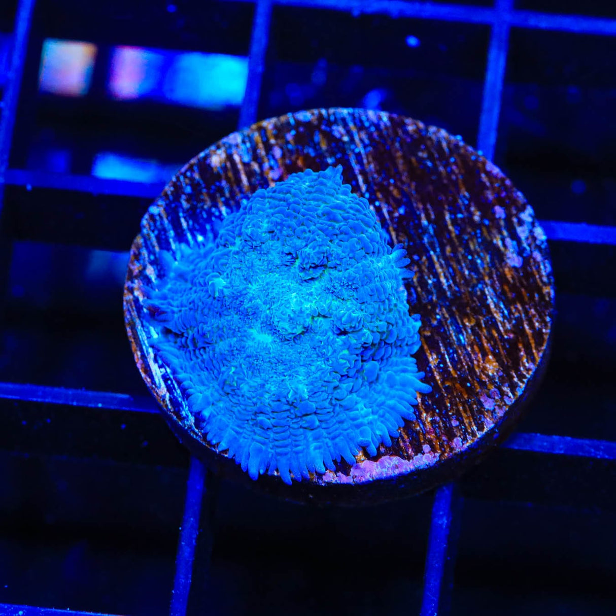 Blue Rhodactis Mushroom Coral