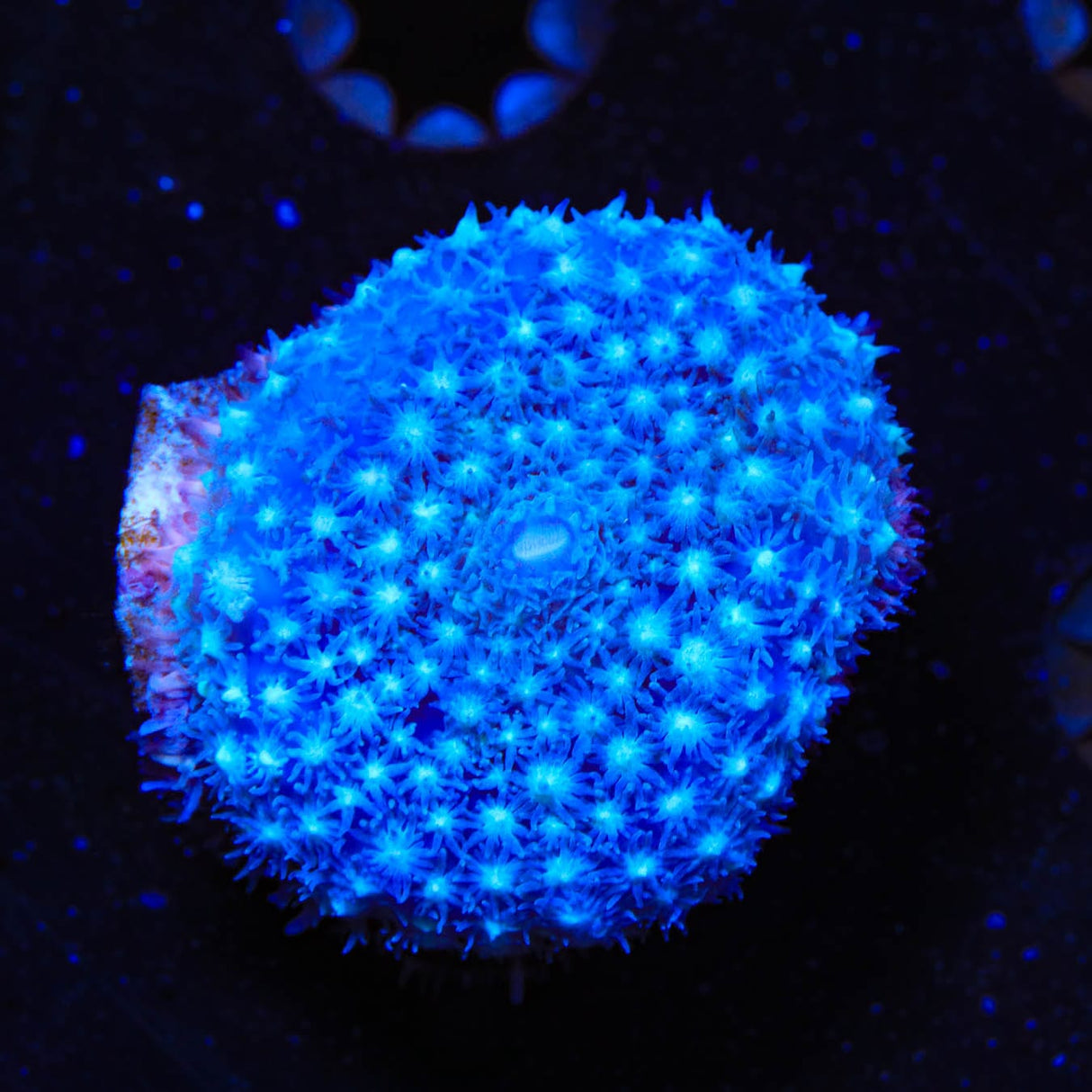 Blue Star Mushroom Coral