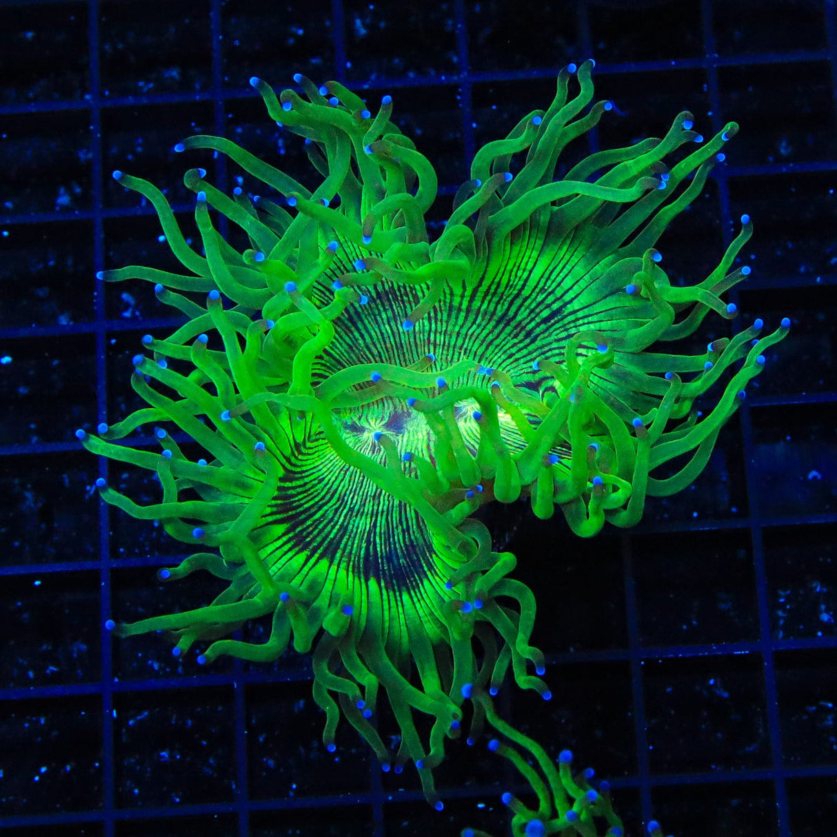 Blue Tip Elegance Coral