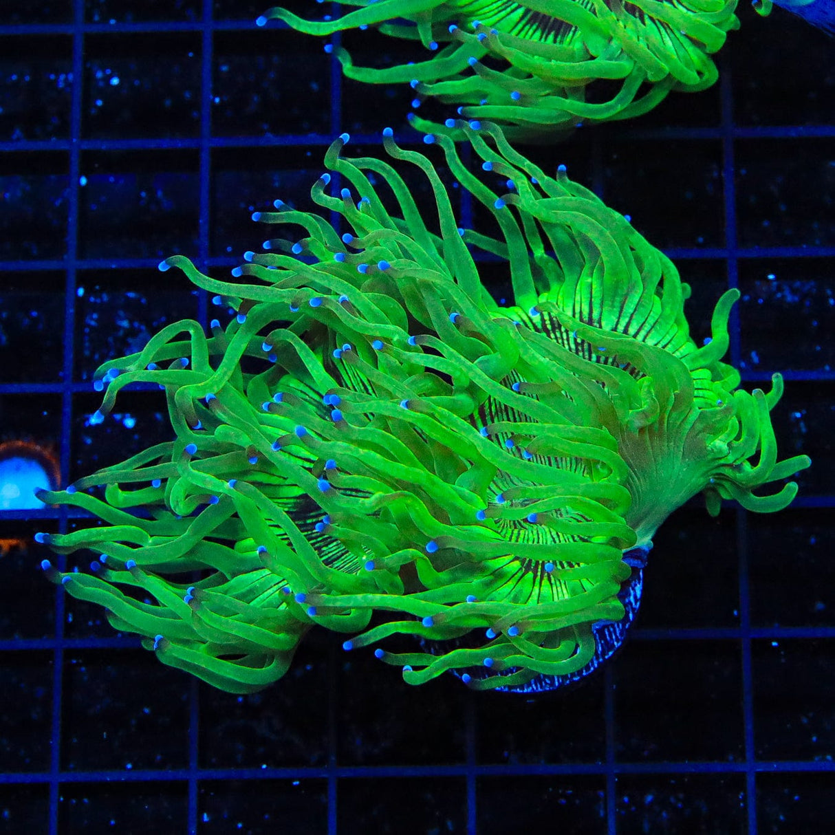 Blue Tip Elegance Coral