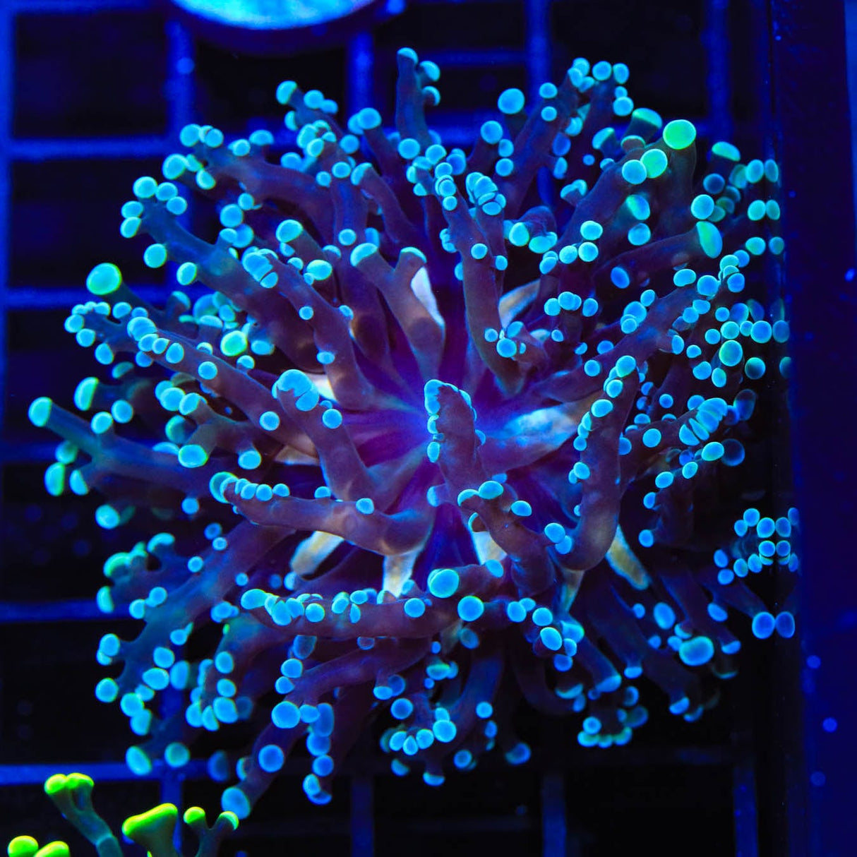 Blue Tip Frogspawn Coral