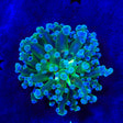 Blue Tip Frogspawn Coral