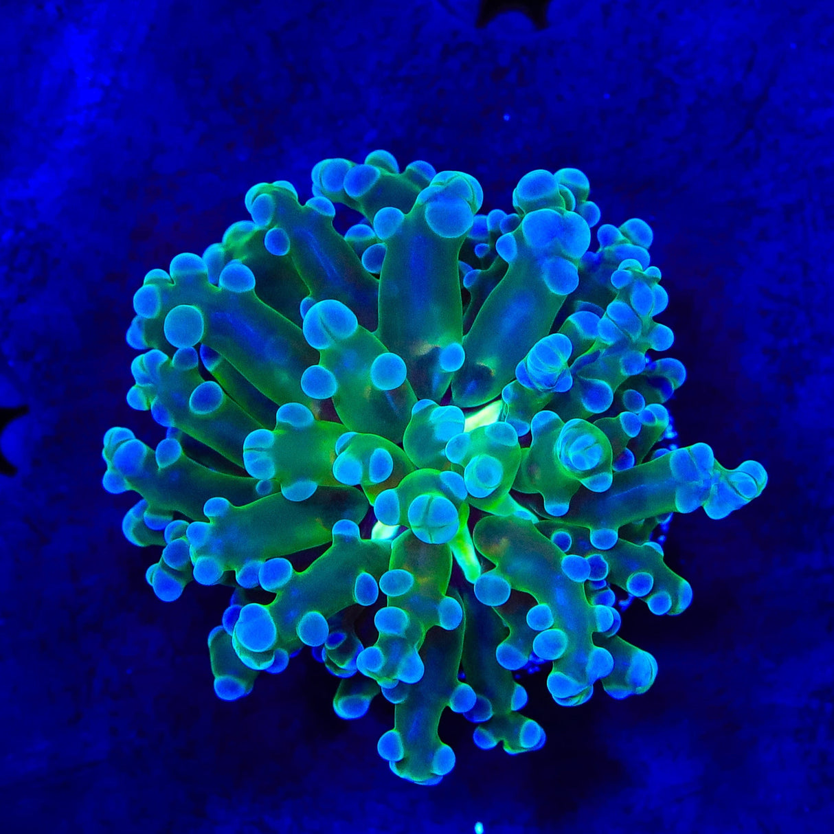 Blue Tip Frogspawn Coral